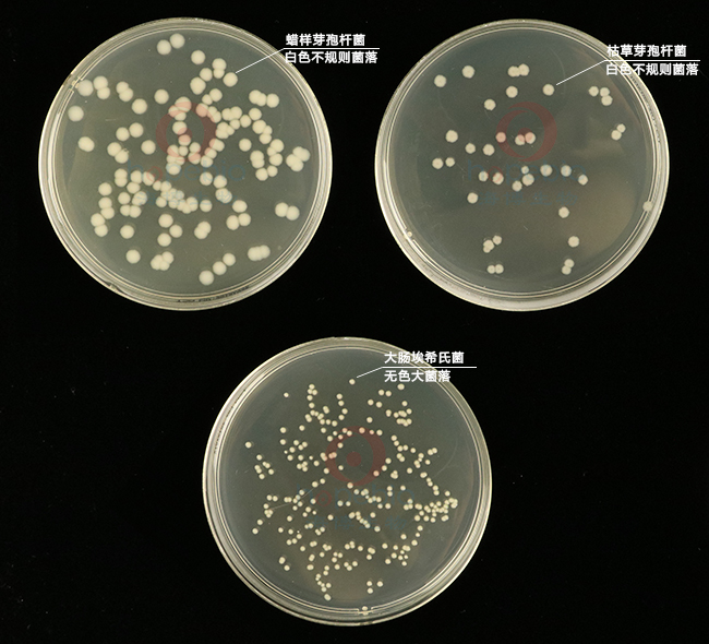 不同細菌在營養瓊脂上的生長特征：