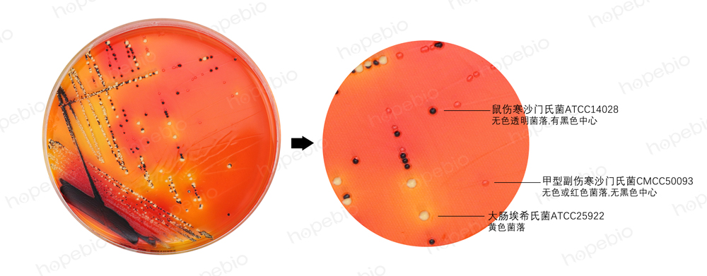 不同細菌在木糖賴氨酸脫氧膽酸鹽瓊脂培養基上的生長特征