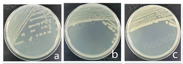 氯化鈉營養瓊脂微生物圖片