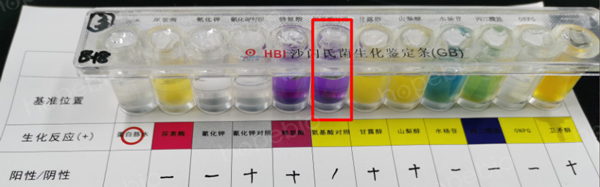 用接種環挑菌接種的試驗結果（氨基酸對照管紫色，異常）