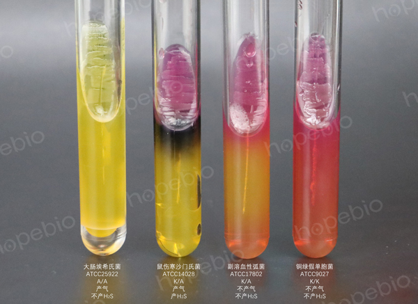 副溶血性弧菌在3%氯化鈉三糖鐵(TSI)瓊脂上生長特征