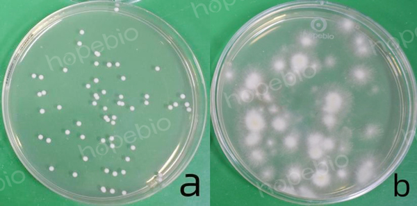 圖中a為白色念珠菌；b為黑曲黴菌