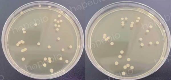 （左）菌數為38CFU，實驗組4（右）菌數為32CFU