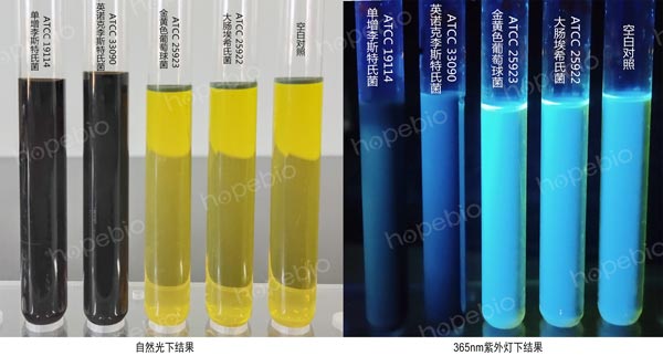 MFB培養基的微生物質控結果