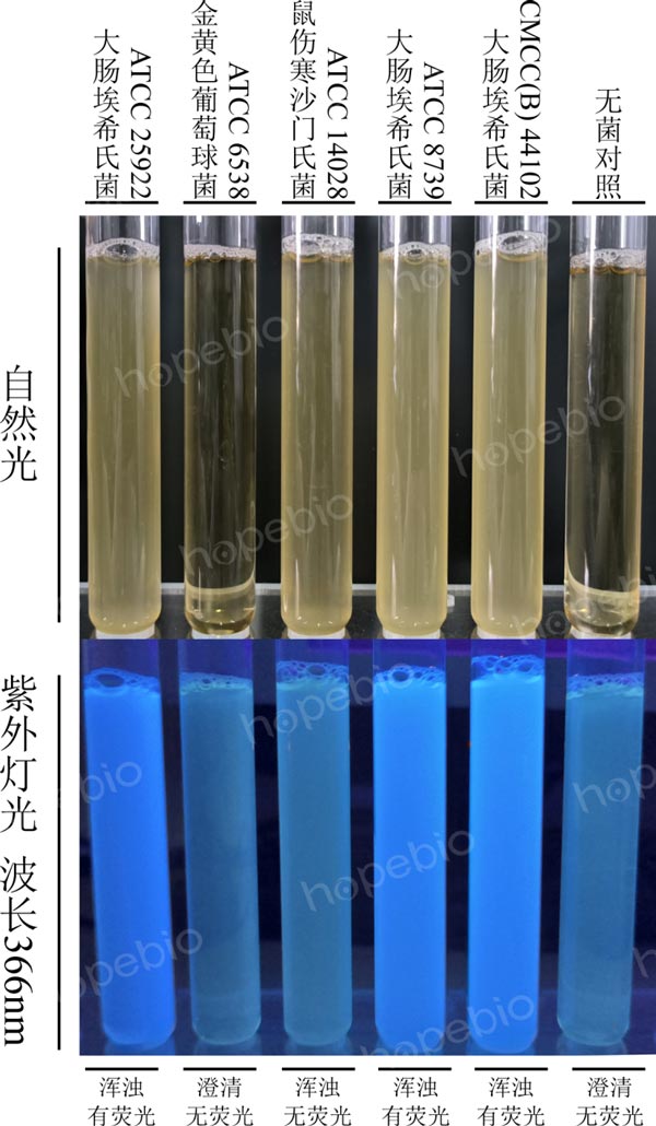 EC-MUG培養基的微生物質控結果