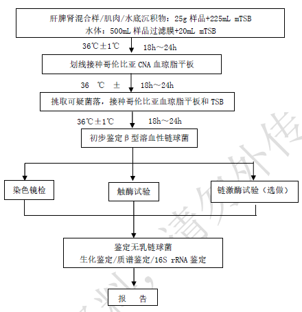 圖1 無乳鏈球菌分離鑒定程序