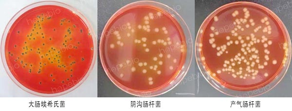 生長現象及結果觀察