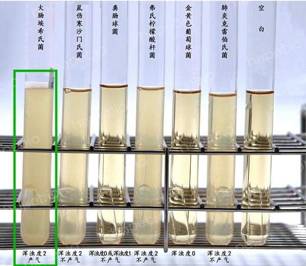 EC肉湯培養不同菌株的結果（渾濁產氣的為大腸埃希氏菌）