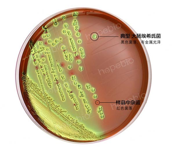 EMB培養不同菌株的試驗結果（菌落黑色且有金屬光澤的為大腸埃希氏菌）