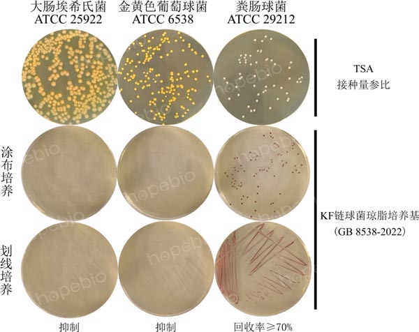 圖1 KF鏈球菌瓊脂培養基（GB 8538-2022）的微生物質控結果