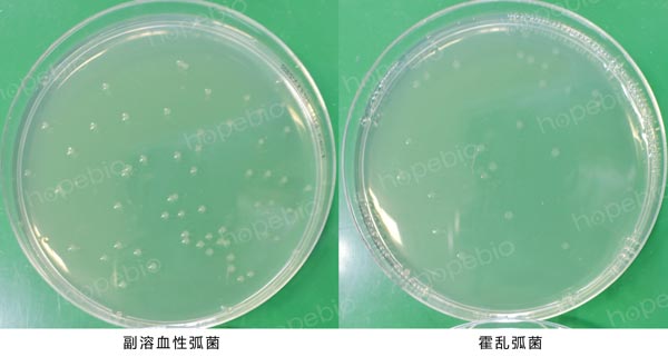 堿性膽鹽瓊脂微生物質控結果