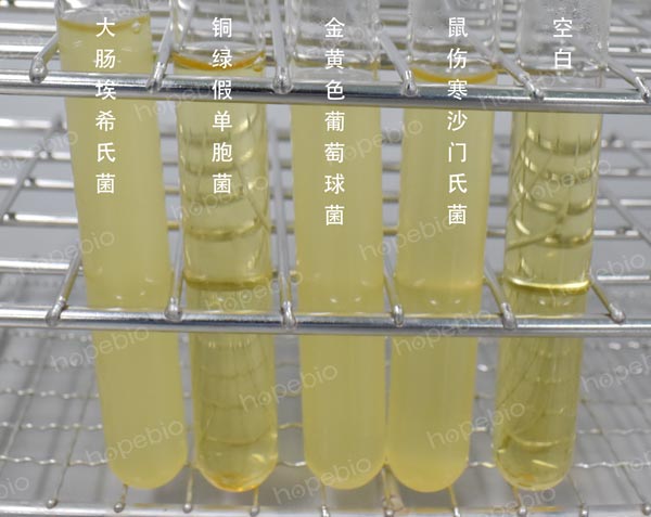 改良LETHEEN肉湯培養基微生物質控結果