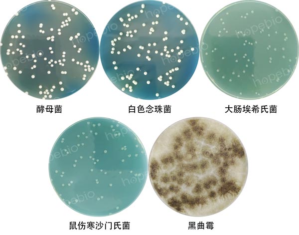 WLN培養基微生物質控結果