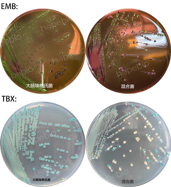 EMB和TBX培養基上大腸埃希氏菌的菌落特征和分離效果