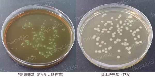 目標菌的生長率測定（定量）