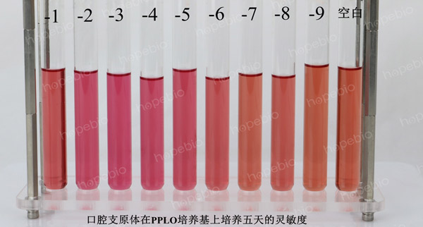 PPLO肉湯培養基培養口腔支原體5天的靈敏度