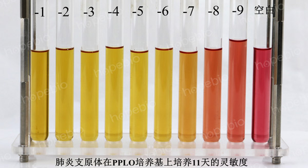 PPLO肉湯培養基培養肺炎支原體11天的靈敏度