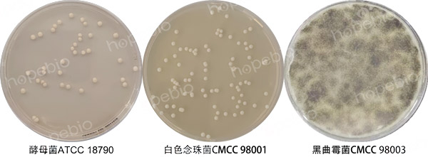 圖1 綜合馬鈴薯培養基微生物質控結果