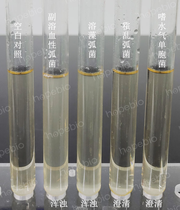 圖1 60 g/L氯化鈉蛋白腖肉湯微生物質控結果