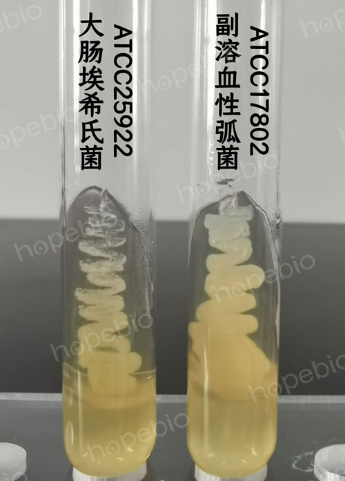 圖1 胰腖大豆瓊脂斜麵微生物質控結果