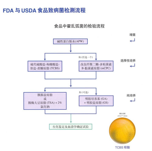 FDA與USDA食品致病菌檢測流程中食品中霍亂弧菌的檢測流程