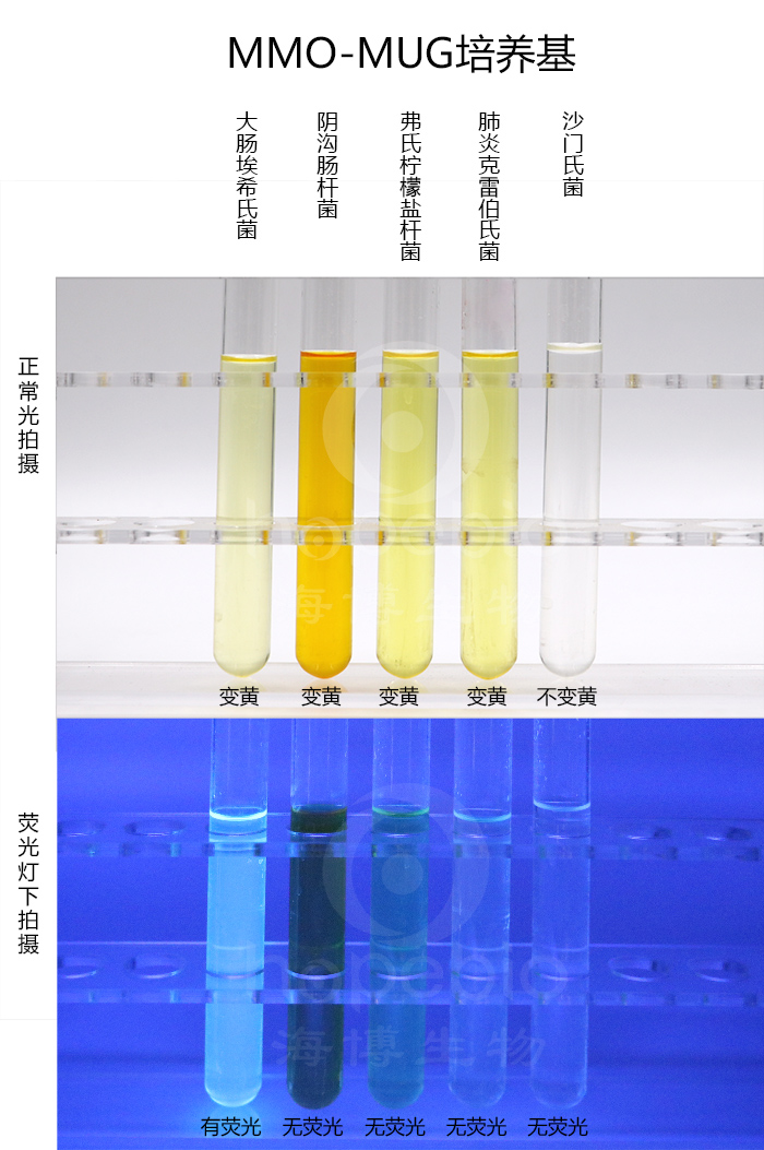 MMO-MUG培養基