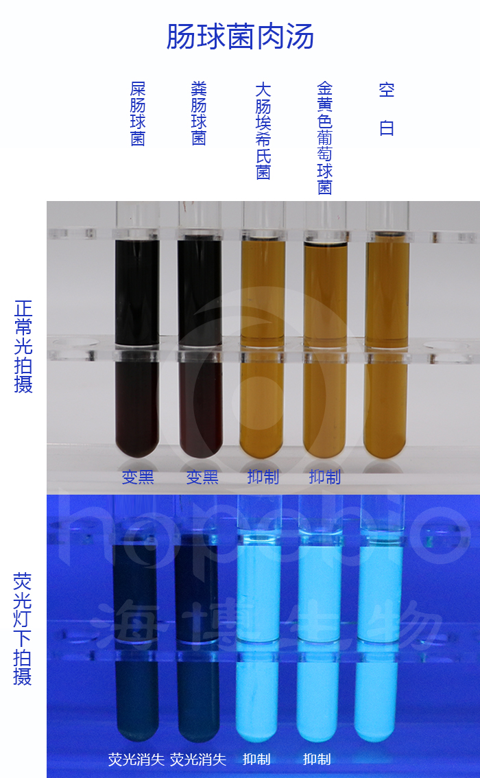 腸球菌肉湯