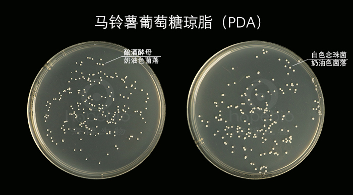 馬鈴薯葡萄糖瓊脂（PDA）