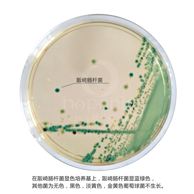 阪崎腸杆菌顯色培養基