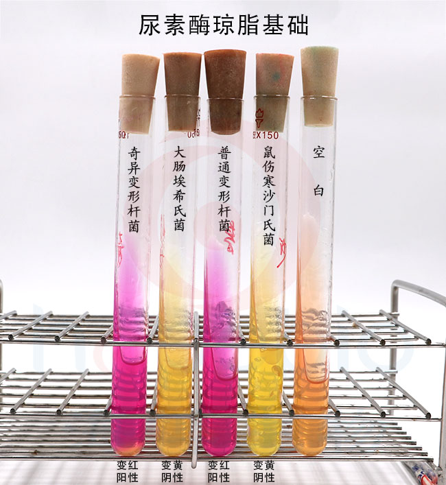 尿素酶瓊脂基礎