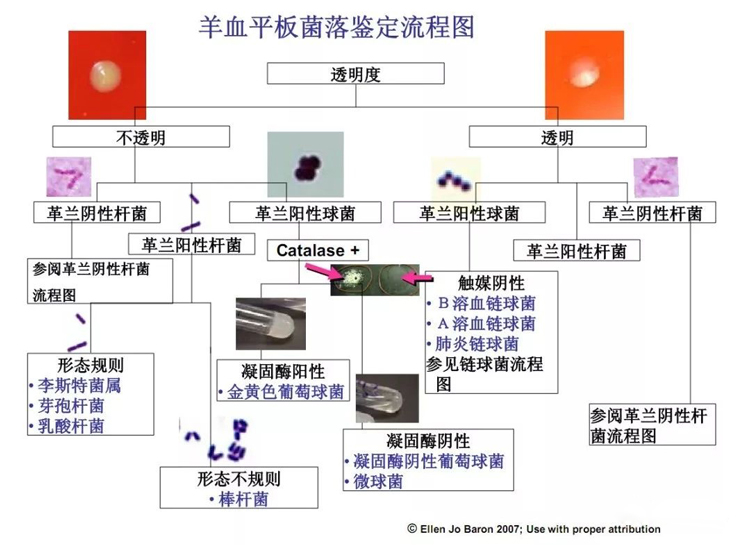 羊血平板菌落鑒定流程圖