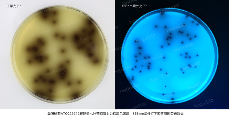 糞腸球菌——膽鹽七葉苷瓊脂