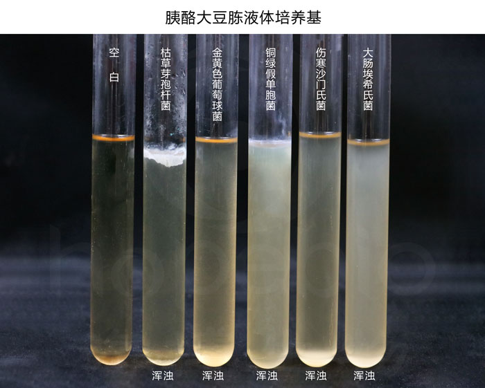 胰酪大豆腖液體培養基