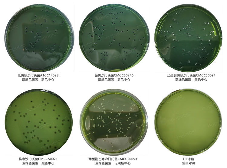 沙門氏菌屬-HE瓊脂