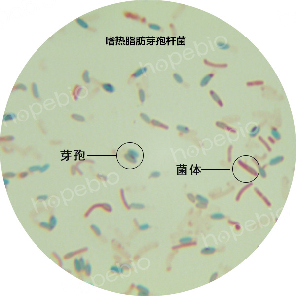 嗜熱脂肪芽孢杆菌-芽孢形態