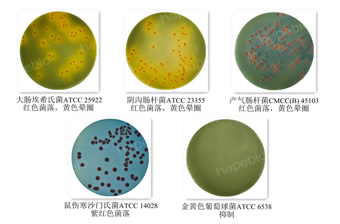 質控菌株在TTC乳糖瓊脂上生長情況