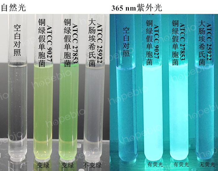 質控菌株在天冬酰胺肉湯中的生長情況