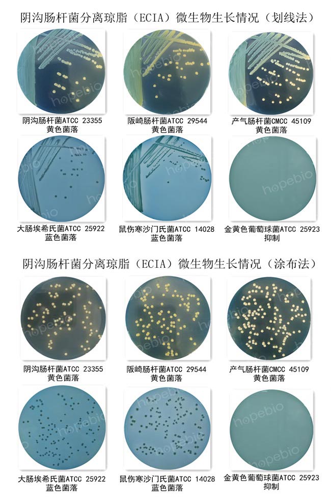 陰溝腸杆菌分離瓊脂（ECIA）微生物生長情況