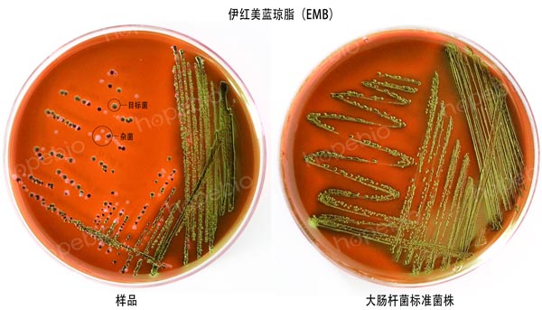 伊紅美藍瓊脂(EMB)上的菌落特征