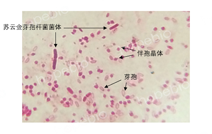 0.5%堿性複紅溶液-生化-鏡檢-芽孢杆菌