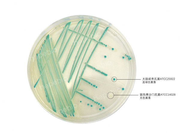 大腸杆菌顯色培養基——大腸埃希氏菌、沙門氏菌