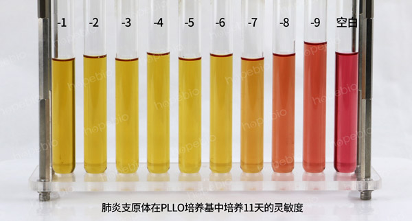 肺炎支原體——pplo肉湯