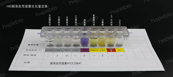 HBI副溶血性弧菌生化鑒定條——副溶血性弧菌