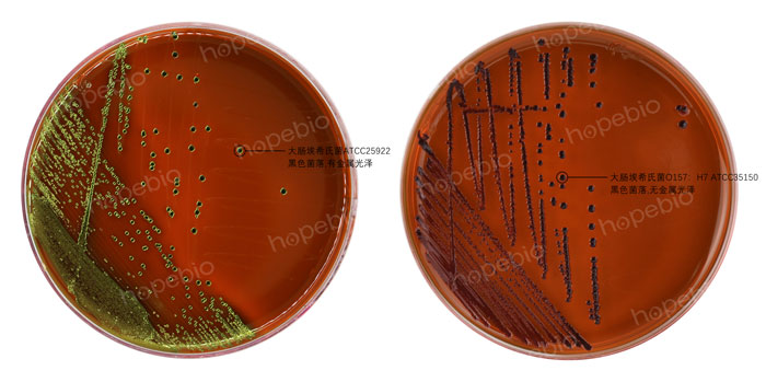 EMB-大腸埃希氏菌