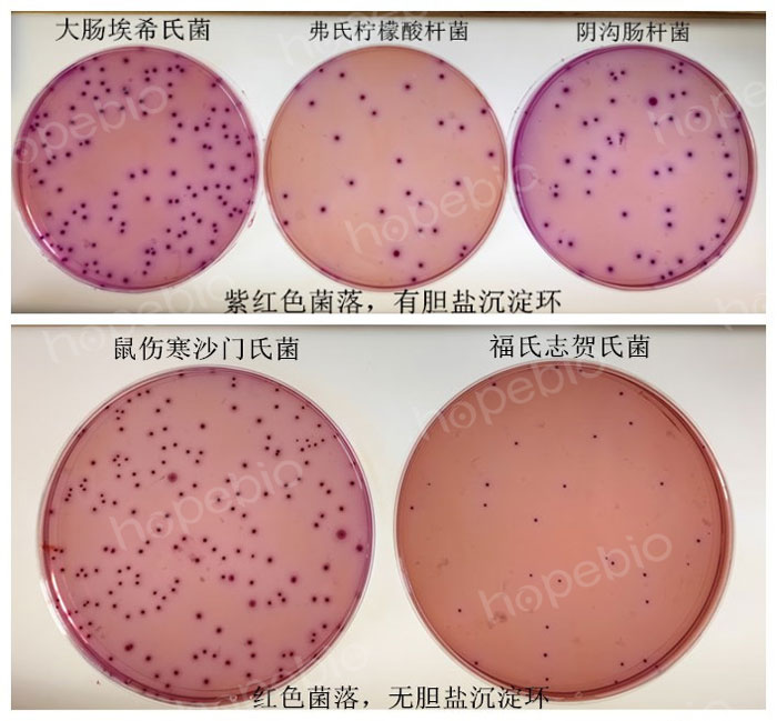 質控菌株在VRBA上的特征