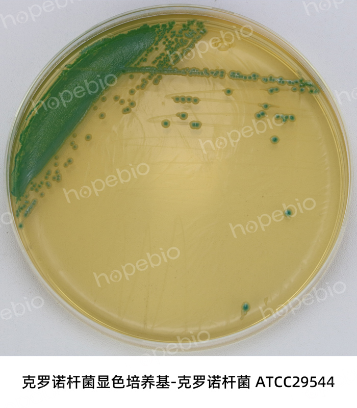 克羅諾杆菌顯色-克羅諾杆菌ATCC29544