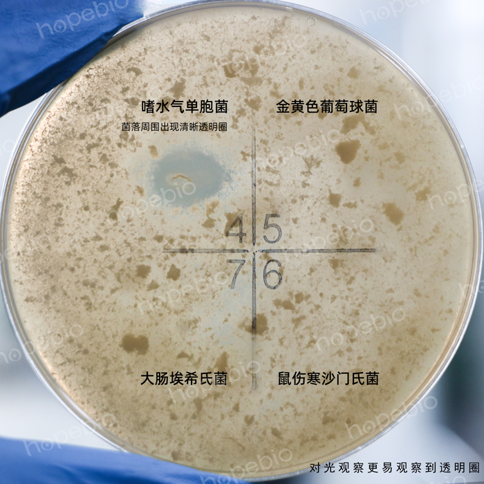 脫脂奶蔗糖胰蛋白腖瓊脂——嗜水氣單胞菌