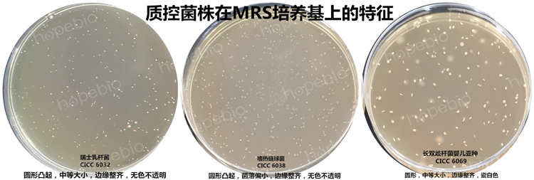 質控菌株在MRS培養基上的生長特征