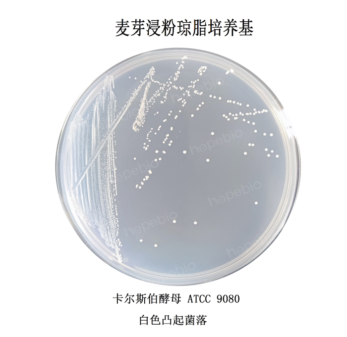 質控菌株在麥芽浸粉瓊脂培養基上的生長情況