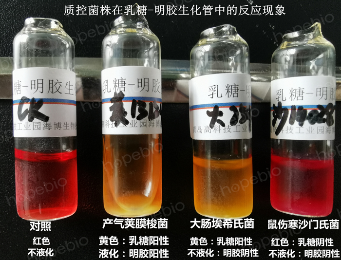 質控菌株在乳糖-明膠生化管中的反應現象